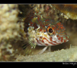 Cute looking Saddled Blenny from Bonaire. Canon G7 and In... by Brian Mayes 